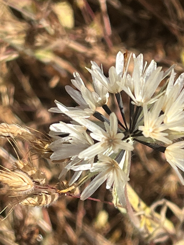 iNaturalist observation photo of Blow Wives