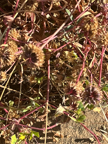 iNaturalist observation photo of Tree Clover