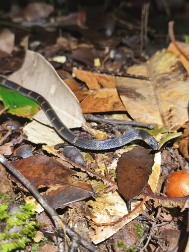 Atractus trefauti