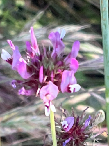 iNaturalist observation photo of tomcat clover