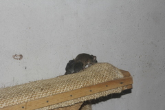 Peromyscus spicilegus