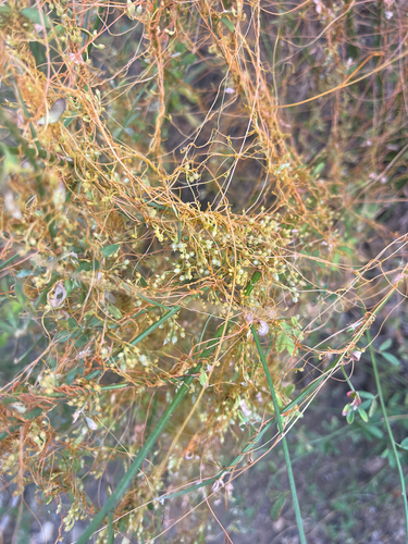 iNaturalist observation photo of California dodder