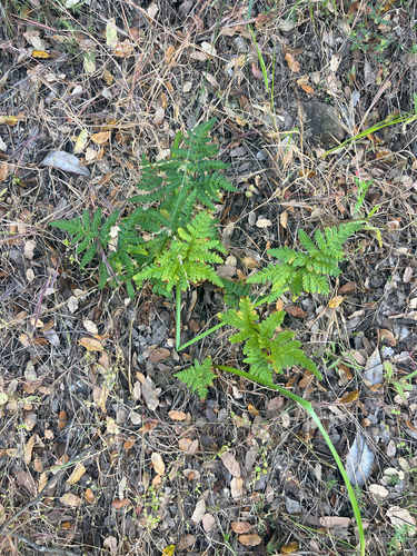 iNaturalist observation photo of goldback fern