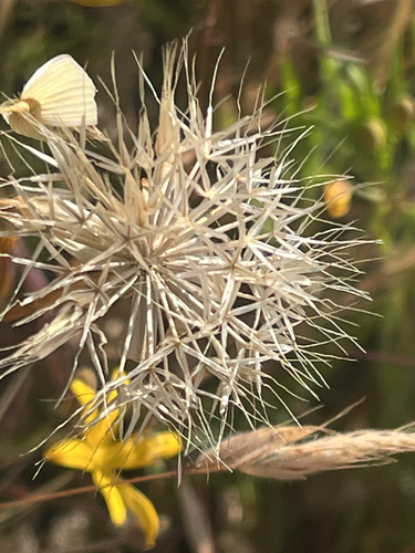 iNaturalist observation photo of Microseridinae