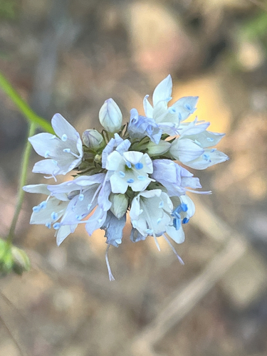 iNaturalist observation photo of bluehead gilia