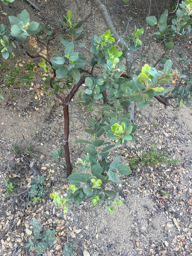 iNaturalist observation photo of bearberries and manzanitas