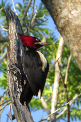 Campephilus leucopogon