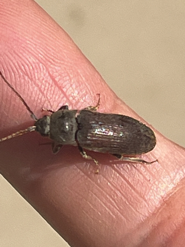 iNaturalist observation photo of Perothops
