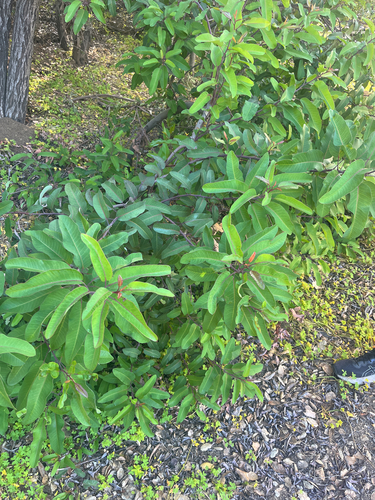 iNaturalist observation photo of laurel sumac