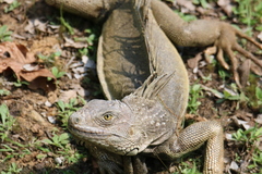 Iguana iguana