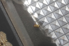 Pachybrachis chaoticus