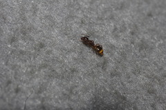 Dolichoderus lutosus