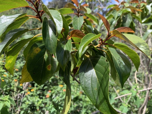Alphitonia ponderosa observed 2026-04-24