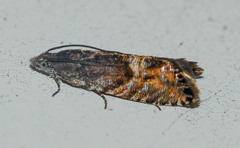 Sereda tautana