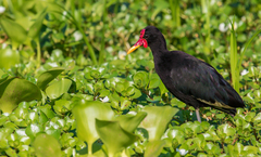 Jacana jacana hypomelaena