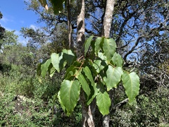 Polyscias sandwicensis