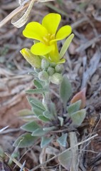 Physaria gracilis
