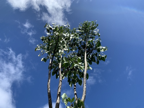 Polyscias sandwicensis, photograph 1