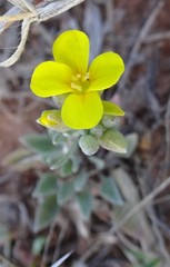 Physaria gracilis