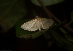 Addaea subtessellata