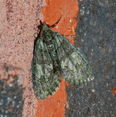 Hydriomena transfigurata