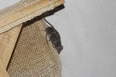 Peromyscus spicilegus