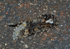 Psaphida thaxterianus