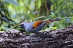 Golden-Winged Laughingthrush photo 2