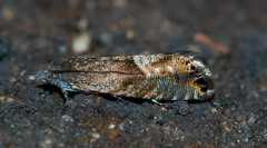 Sereda tautana