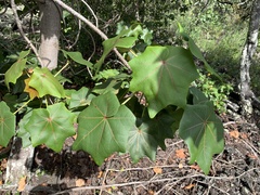Kokia drynarioides, photograph (c) Neal Kelso, some rights reserved (CC BY)