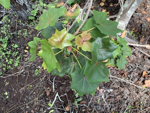 Kokia drynarioides, photograph 2