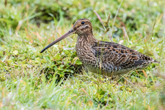 Gallinago nobilis