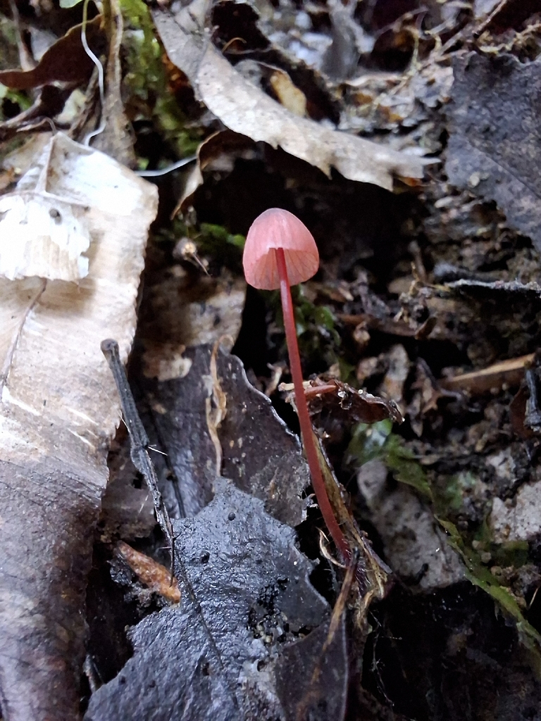 Mycena ura · April 2026 · photo: © tassietravelsblog (iNaturalist, cc0)