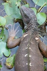 Iguana iguana