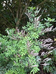 Genista stenopetala, photograph (c) Emma Burns, some rights reserved (CC BY)