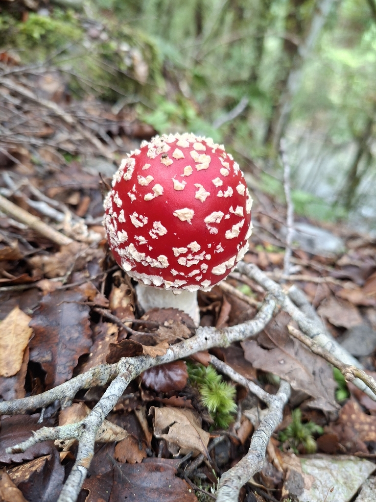 Amanita muscaria · April 2026 · photo: © tassietravelsblog (iNaturalist, cc0)