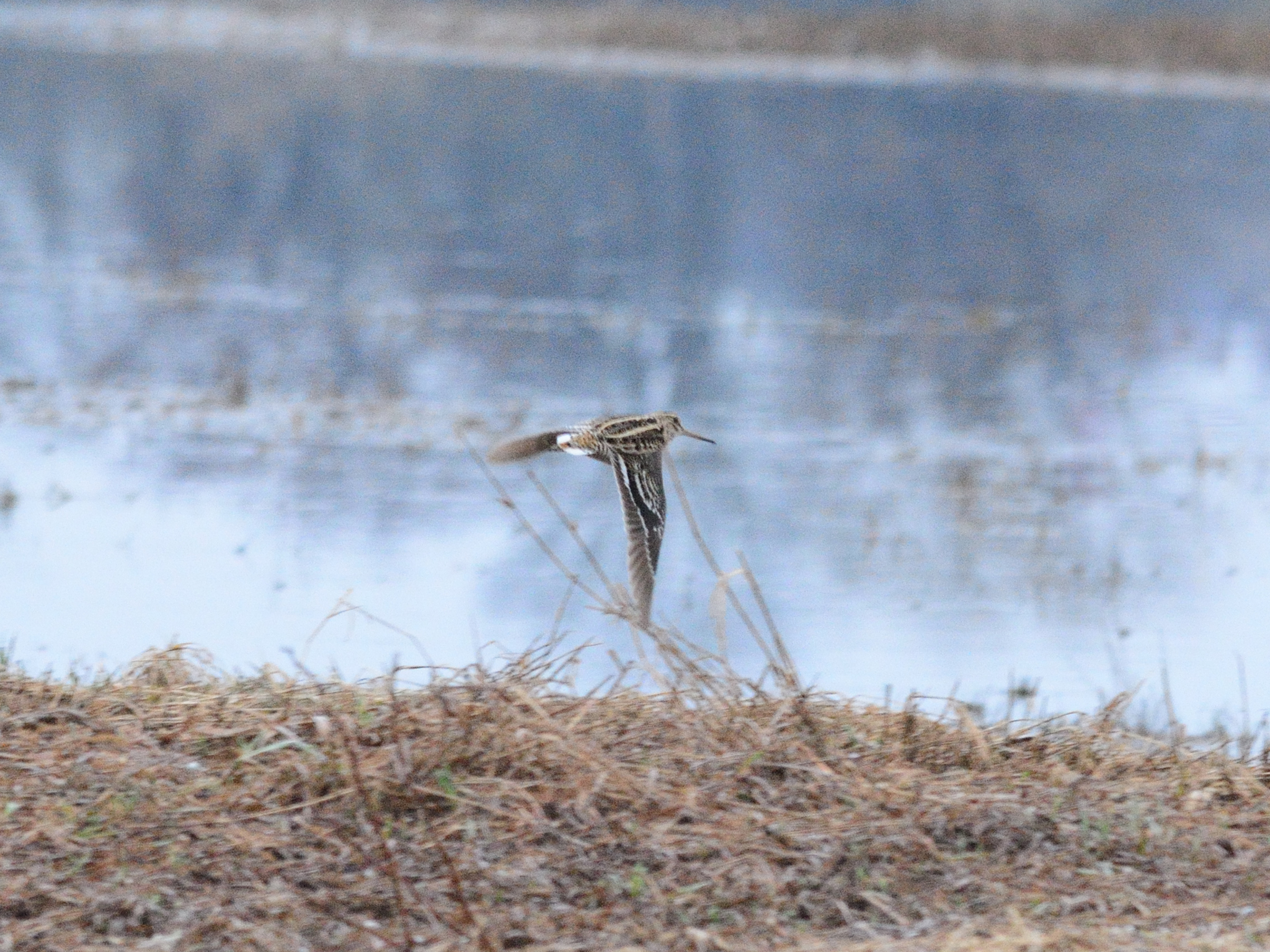 Great Snipe (Gallinago media), photo 3