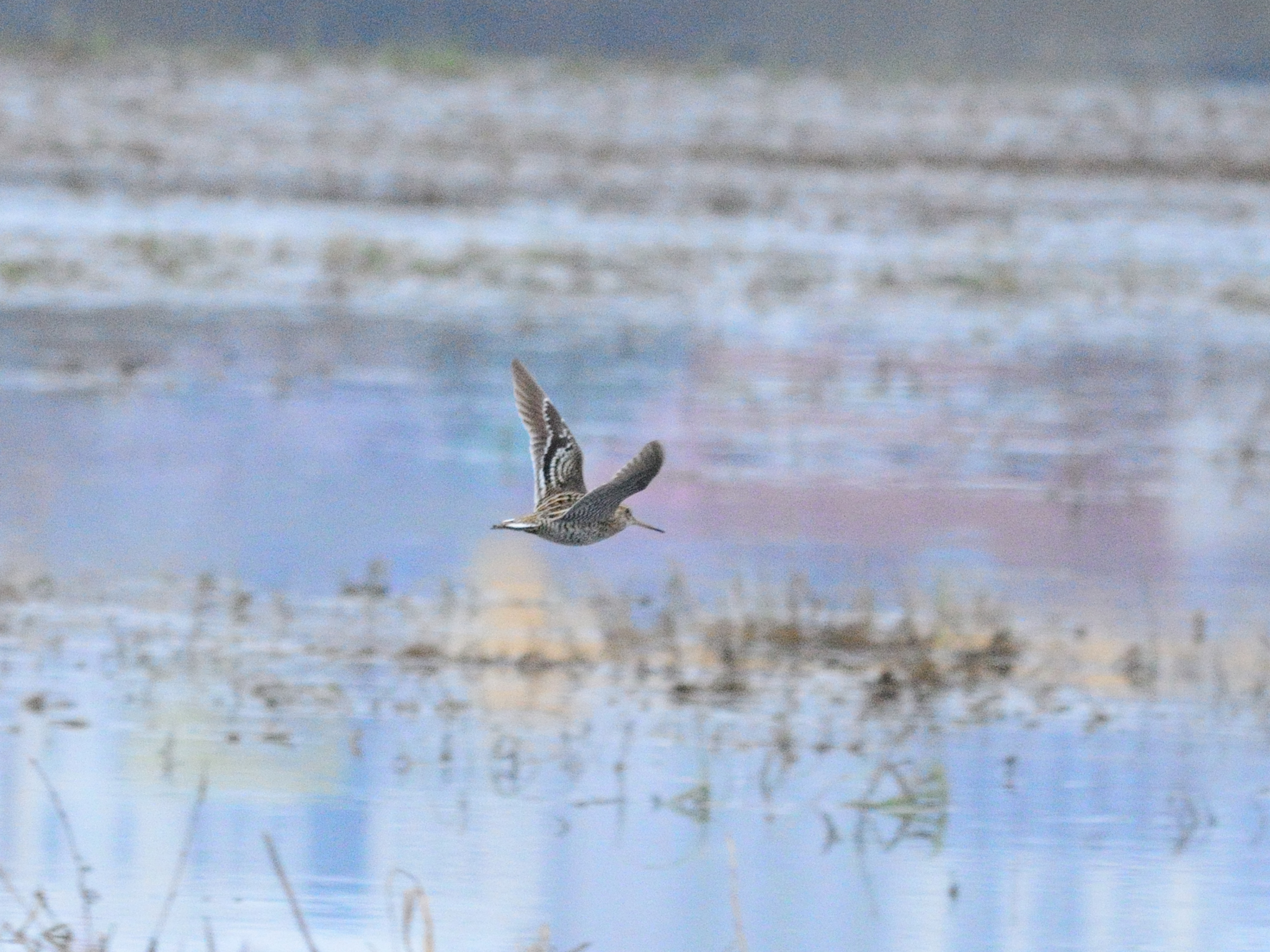 Great Snipe (Gallinago media), photo 2