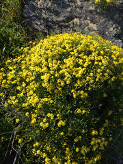 Senecio lyonii