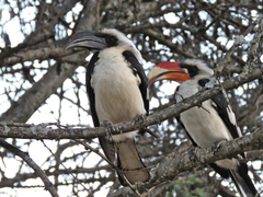 Von Der Decken's Hornbill photo 2