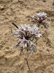 Allium macropetalum, photograph (c) Parker James Lloyd, some rights reserved (CC BY)