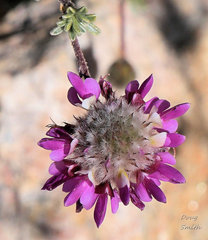 Dalea pulchra