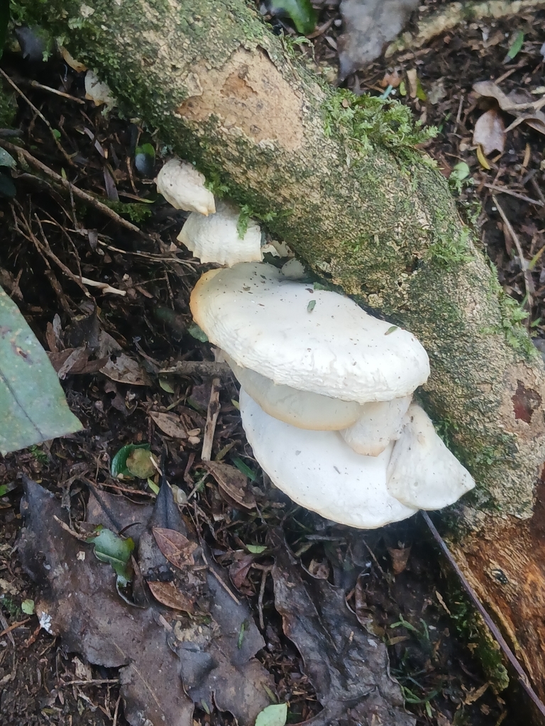 Conchomyces bursiformis · April 2026 · photo: © bigfarma2017 (iNaturalist, cc-by)