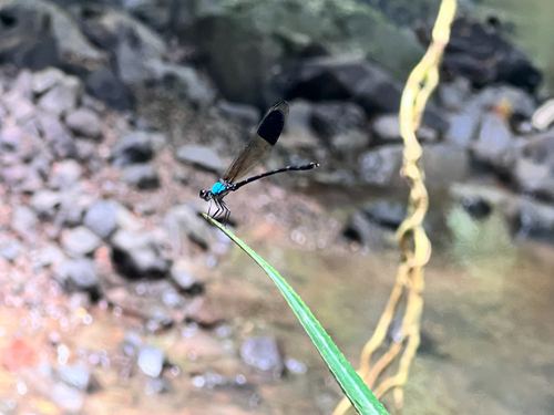 Blue-sided Satinwing
