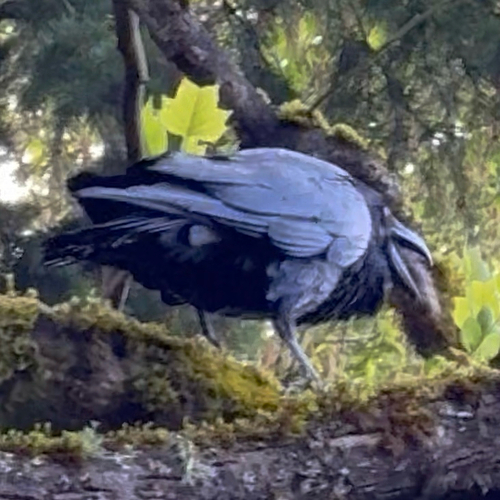 Common Raven photographed in Washington