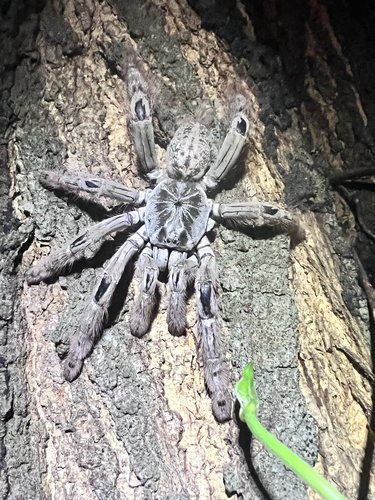Togo Starburst Baboon Spider