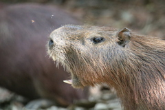 Hydrochoerus isthmius