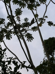 Pseudastur albicollis