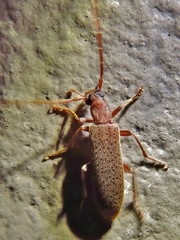 Sparedrus aspersus