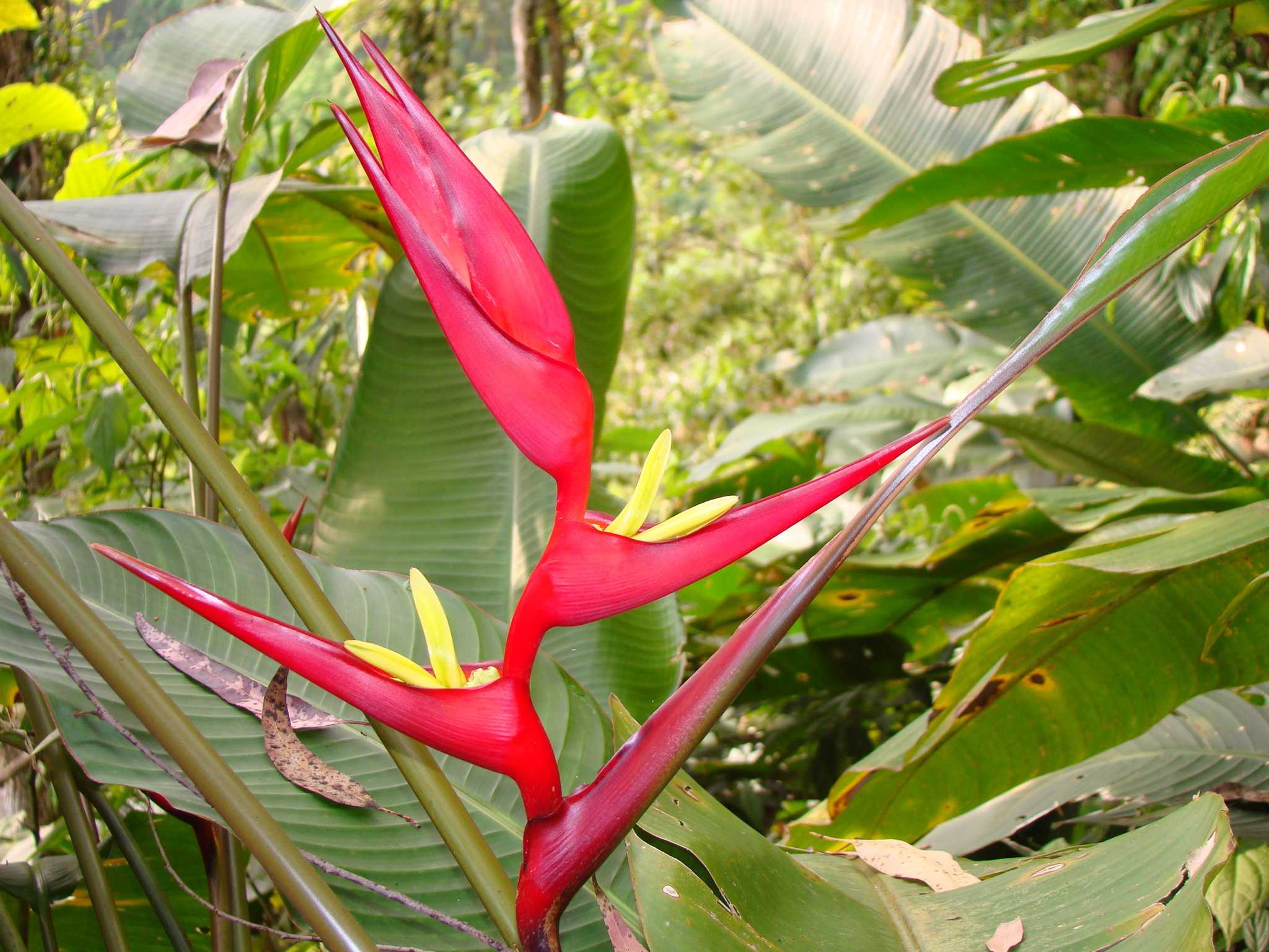 Heliconia farinosa